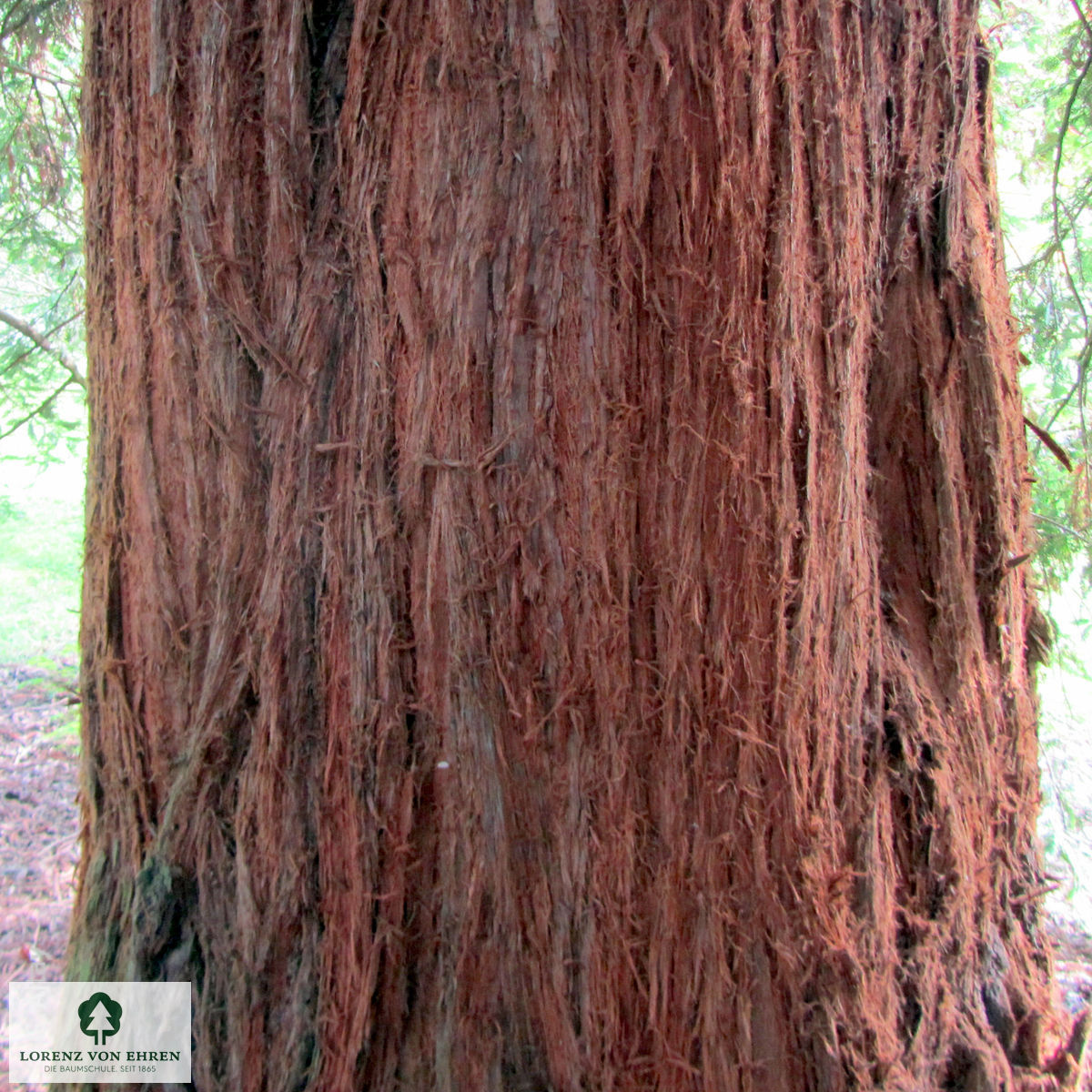 Sequoia sempervirens