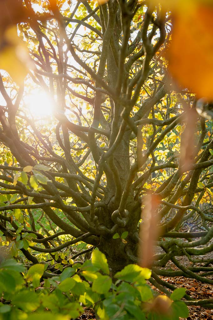 Fagus sylvatica Unikat