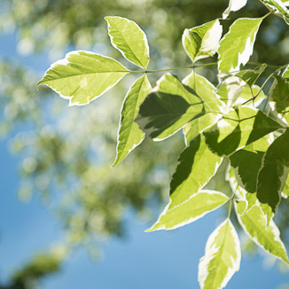 Acer negundo 'Variegatum' Unikat