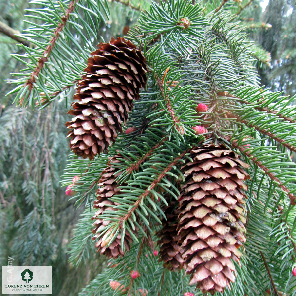 Picea abies 'Acrocona'