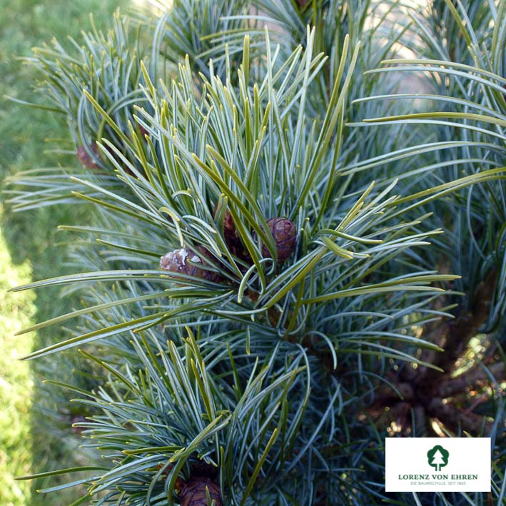 Blaue Mädchen-Kiefer