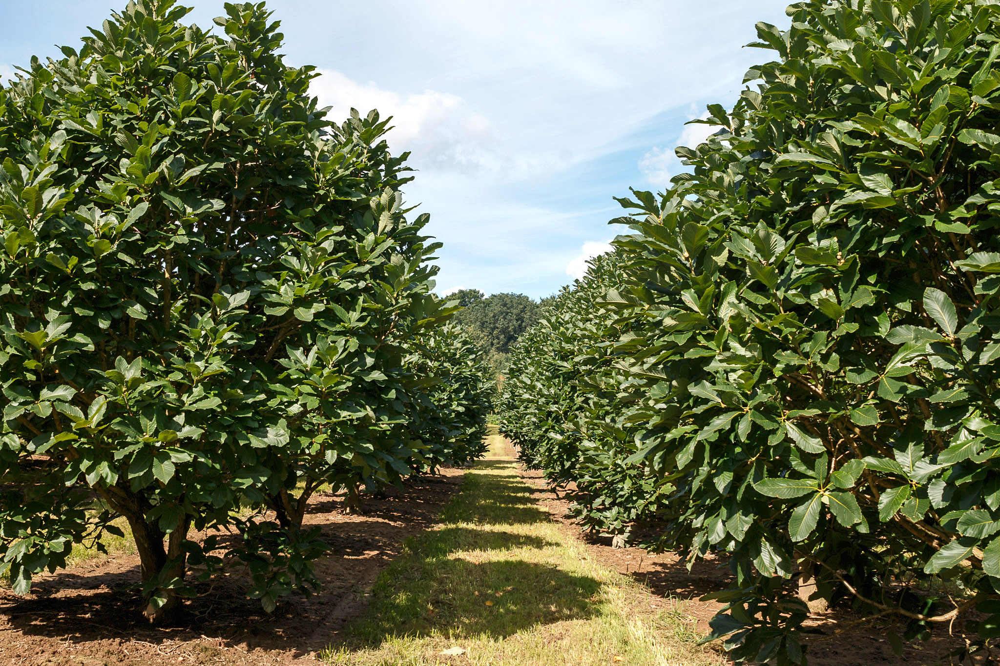 Quercus pontica Unikat