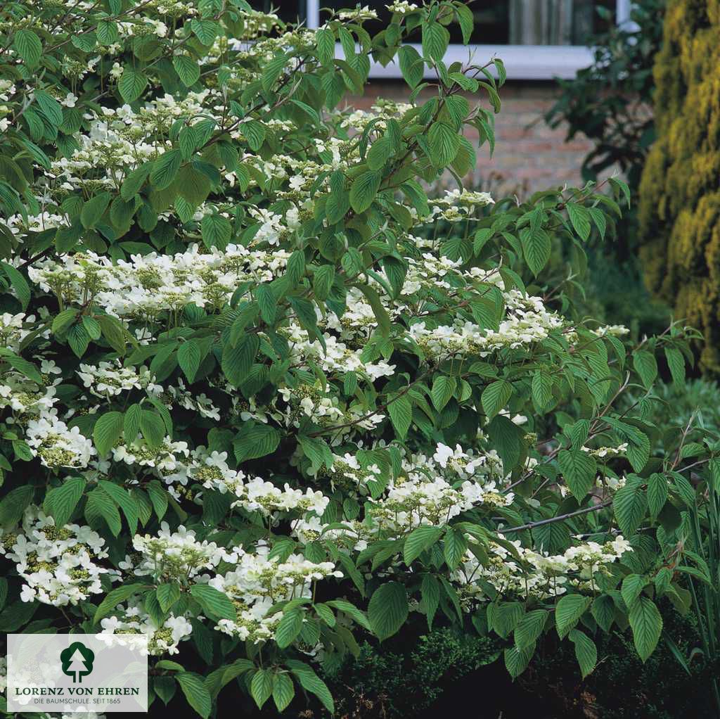 Viburnum plicatum tomentosum