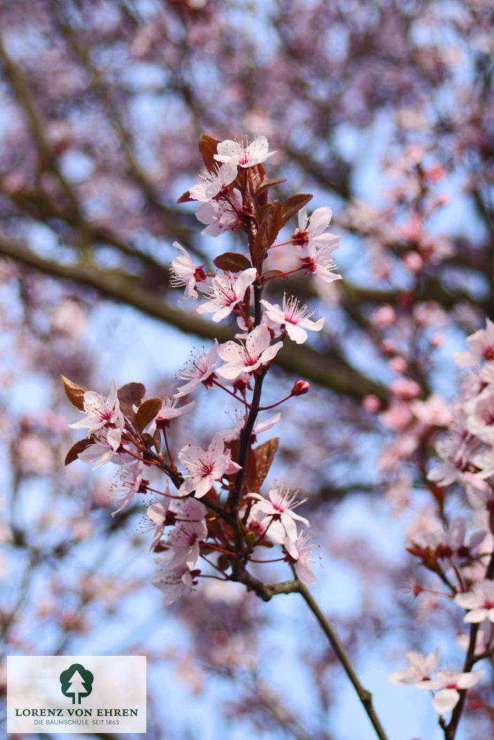 Prunus cerasifera 'Nigra'
