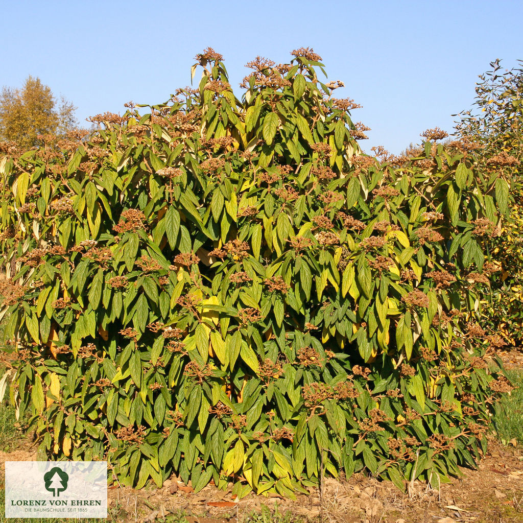 Viburnum rhytidophyllum