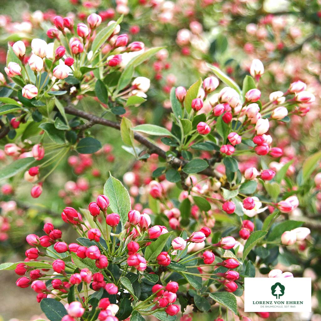 Japanischer Berg-Apfel