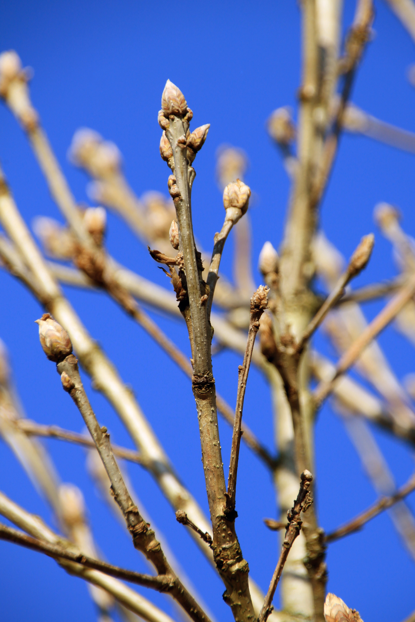Quercus pontica Unikat