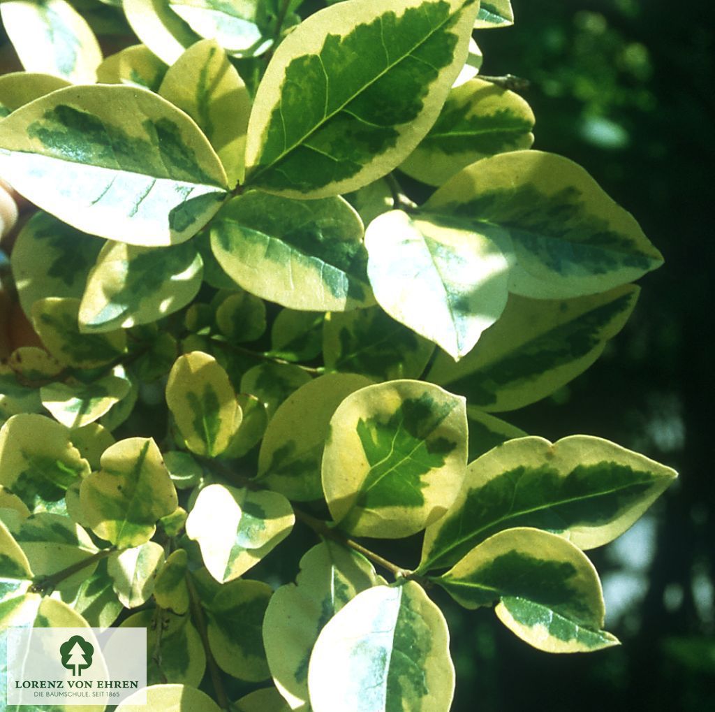 Ligustrum ovalifolium 'Aureum'