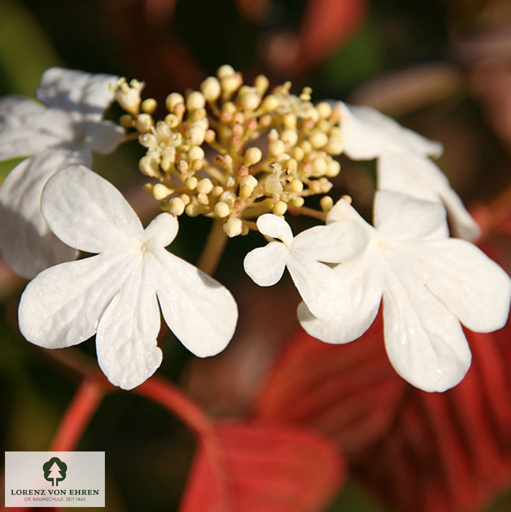 Viburnum plicatum 'Mariesii'