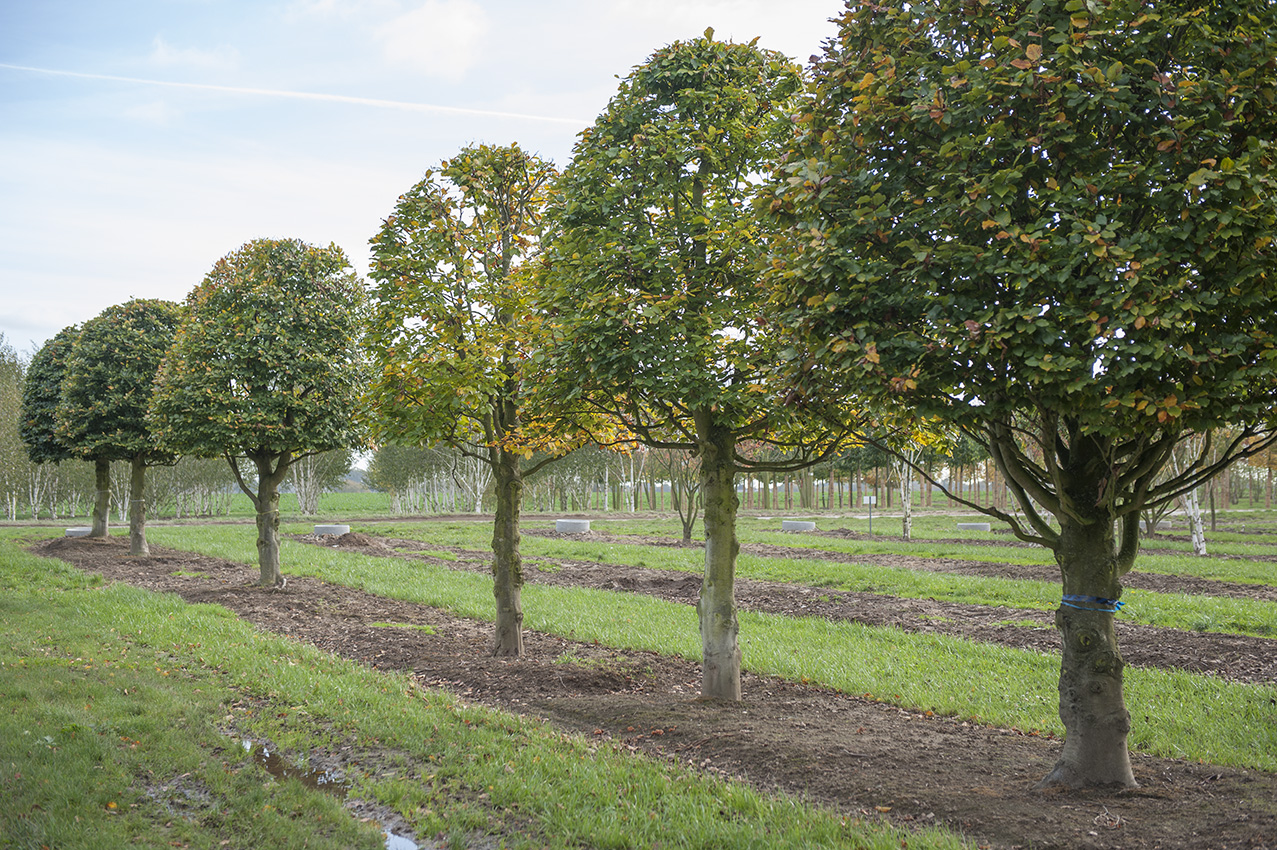 Fagus sylvatica Unikat