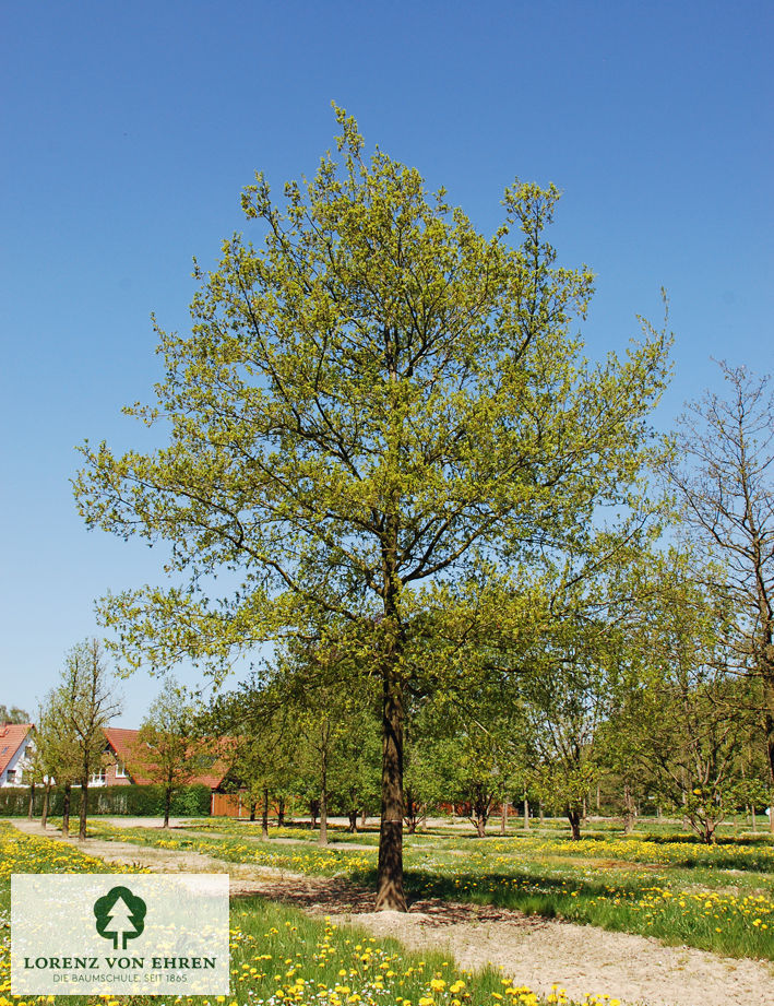Quercus robur