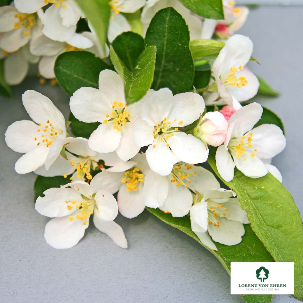 Japanischer Berg-Apfel