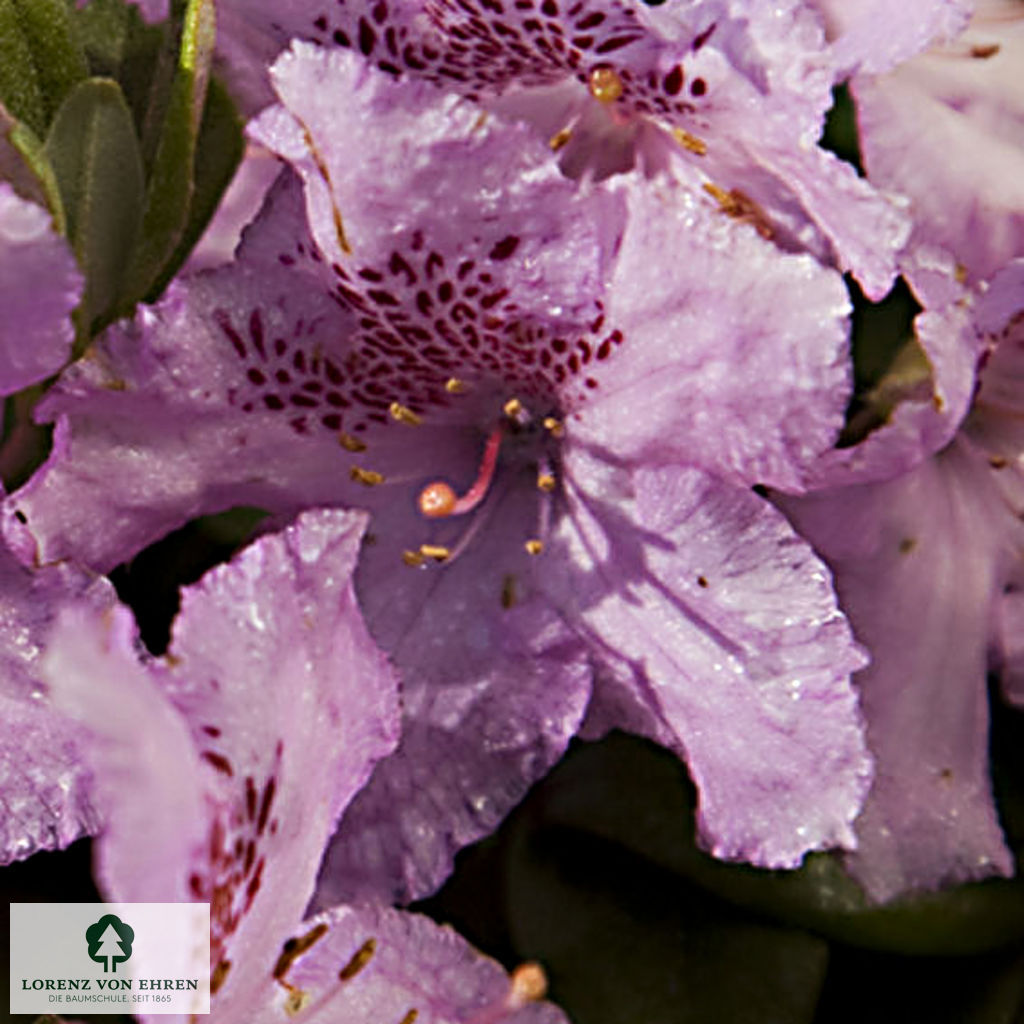 Rhododendron saluense 'Lavendula'