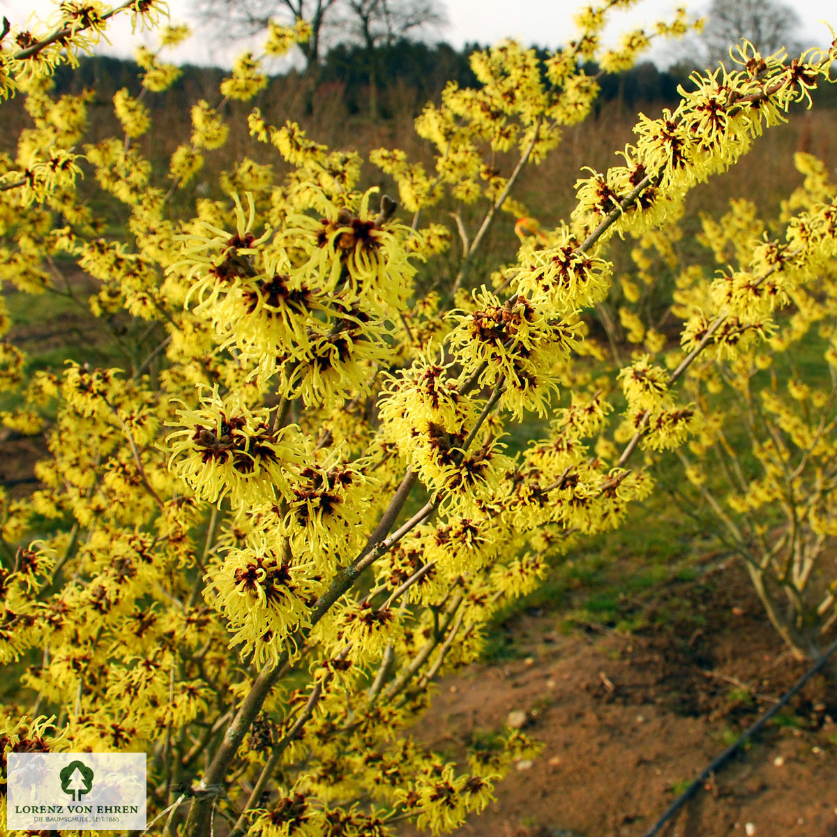 Hamamelis intermedia 'Westerstede'