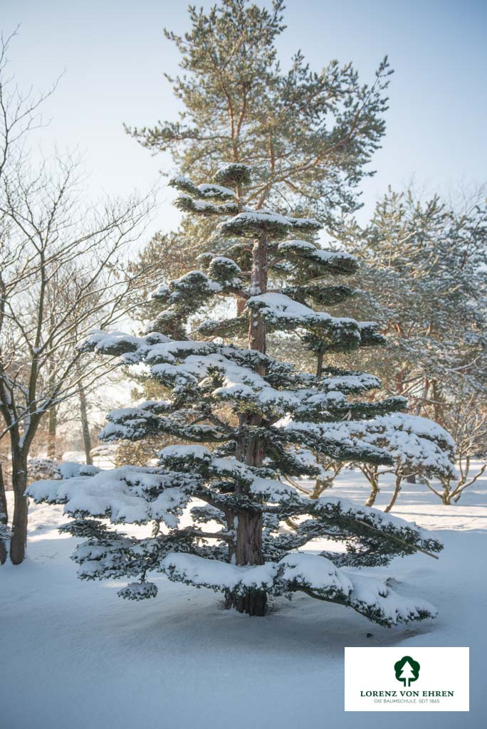 Taxus baccata Bonsai