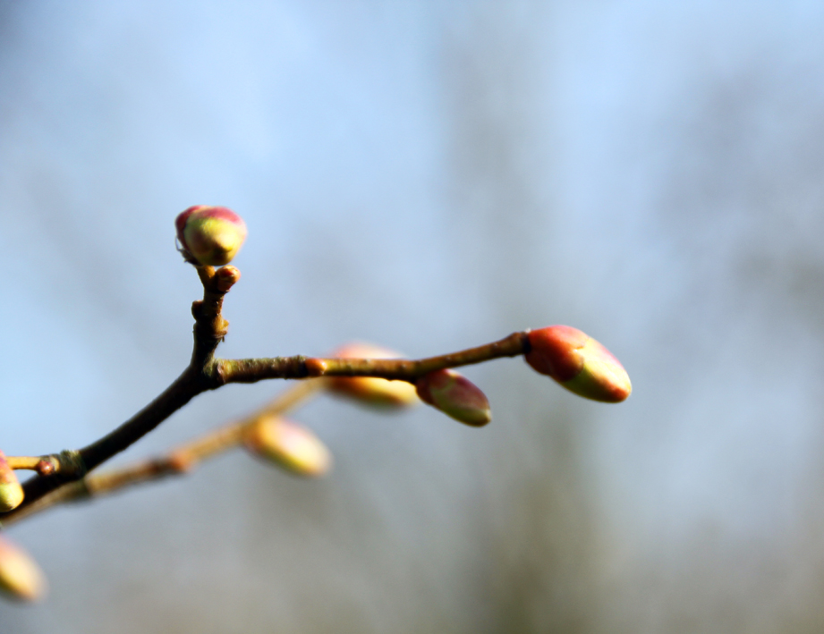 Tilia europaea Unikat