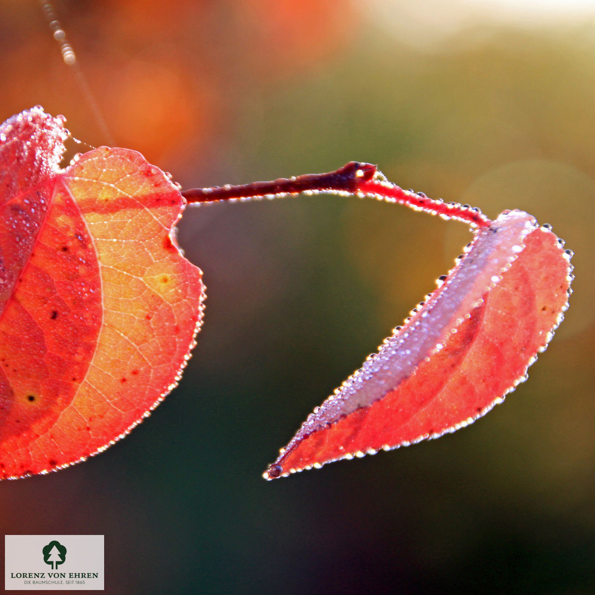 Cercidiphyllum japonicum