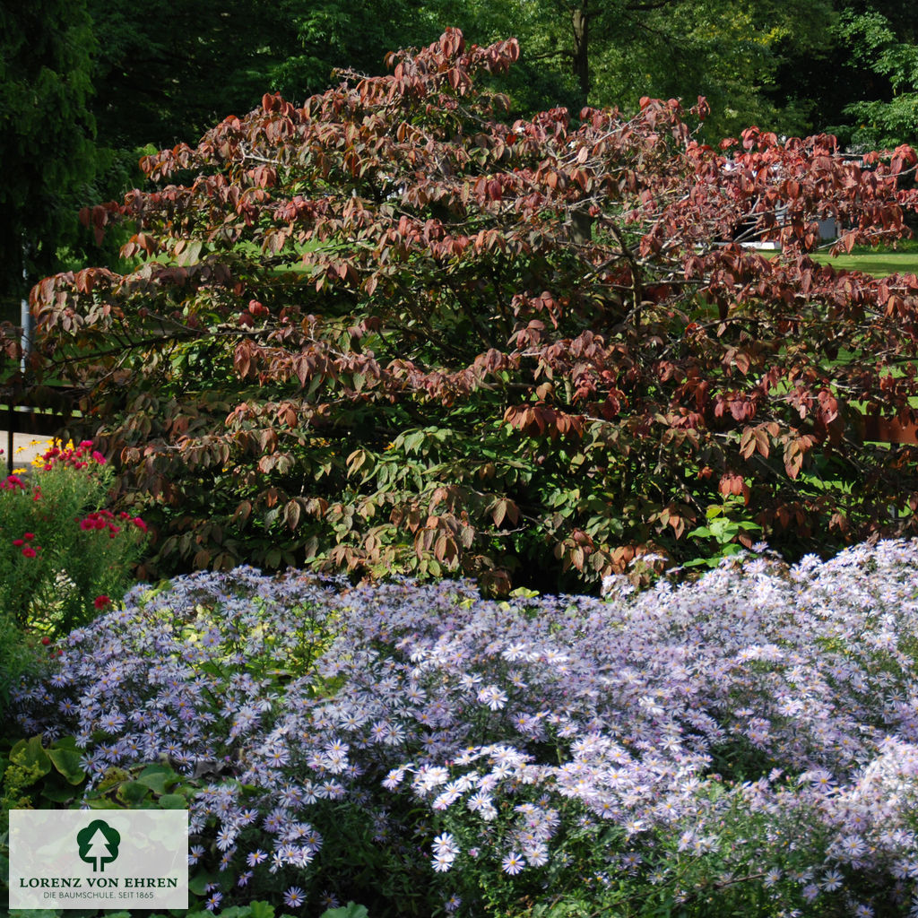 Viburnum plicatum 'Mariesii'