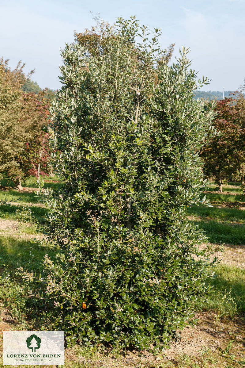 Quercus ilex