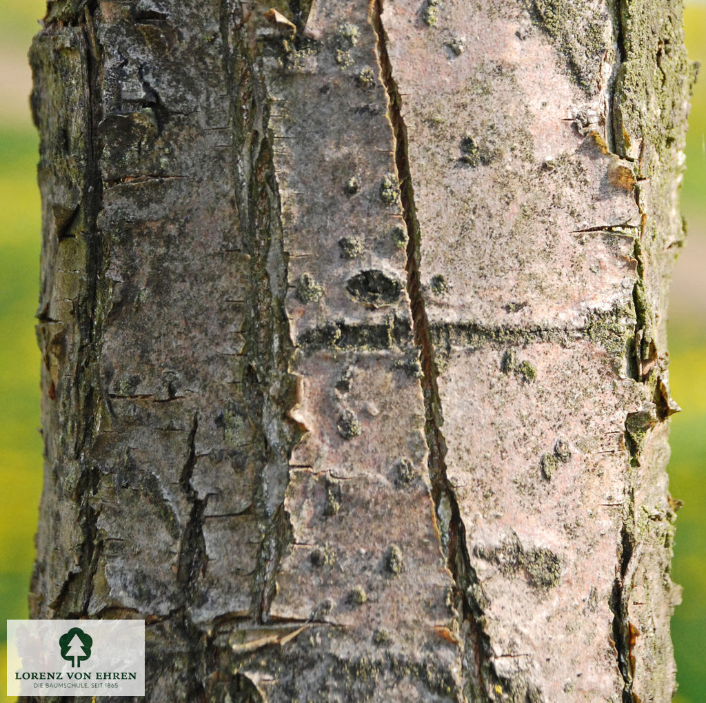 Malus baccata 'Street Parade'