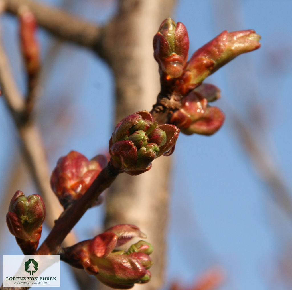 Prunus serrulata 'Kanzan'
