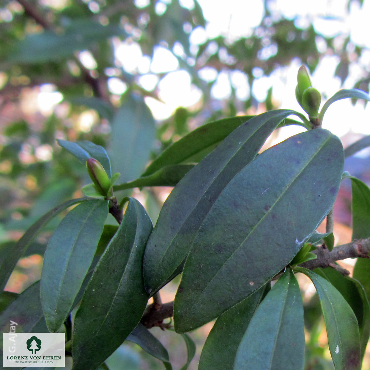 Ligustrum vulgare 'Lodense'