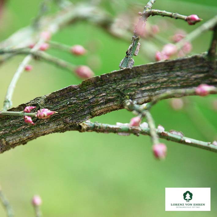 Flügel-Spindelstrauch