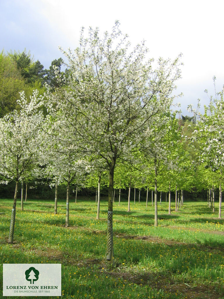Prunus cerasus 'Schattenmorelle'