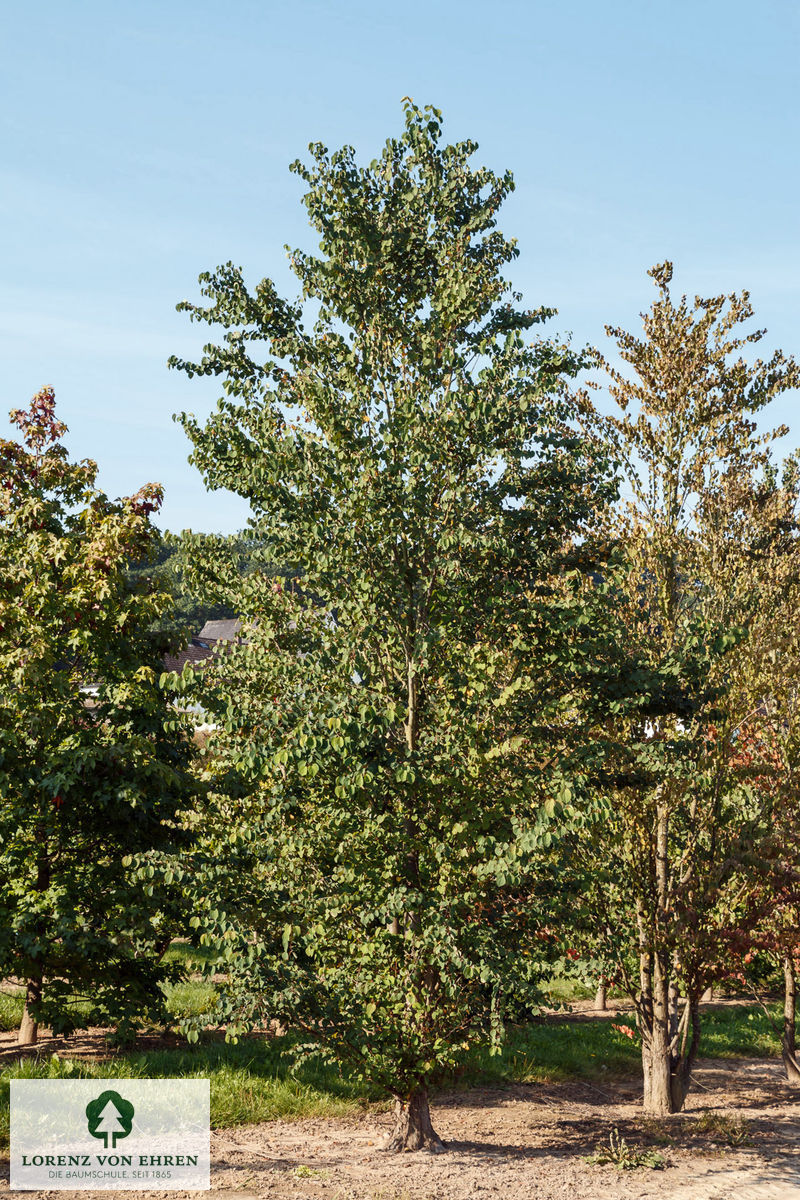 Cercidiphyllum japonicum