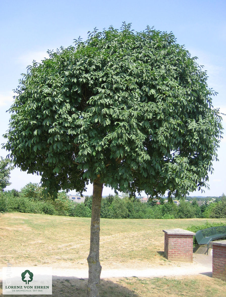 Fraxinus ornus 'Mecsek'