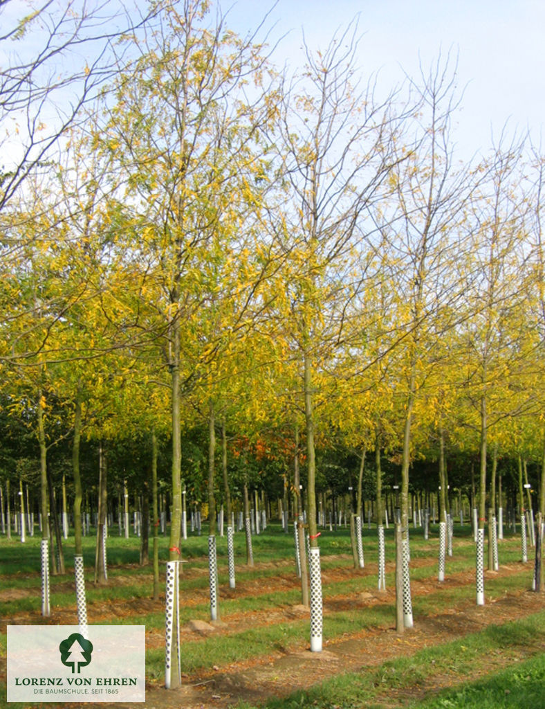 Gleditsia triacanthos 'Shademaster'