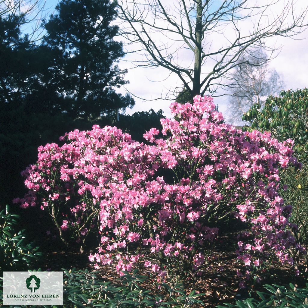 Rhododendron 'Praecox'