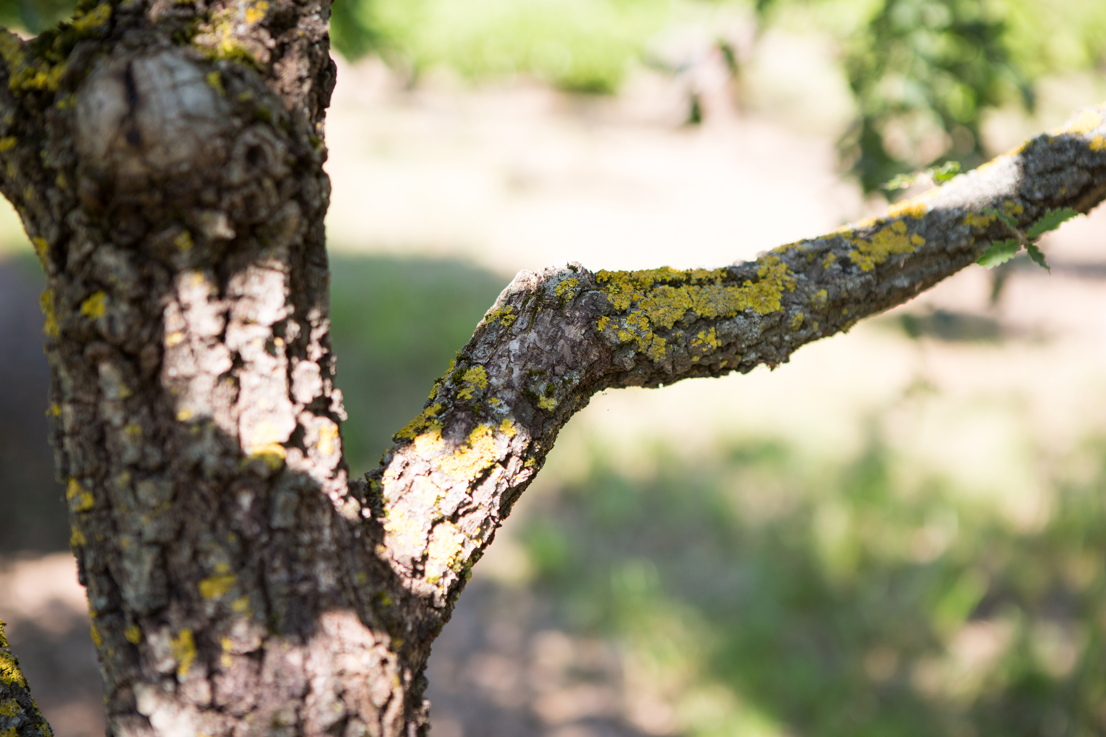 Quercus pubescens Unikat