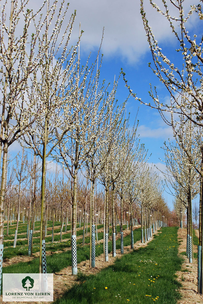 Prunus domestica 'Hauszwetsche'