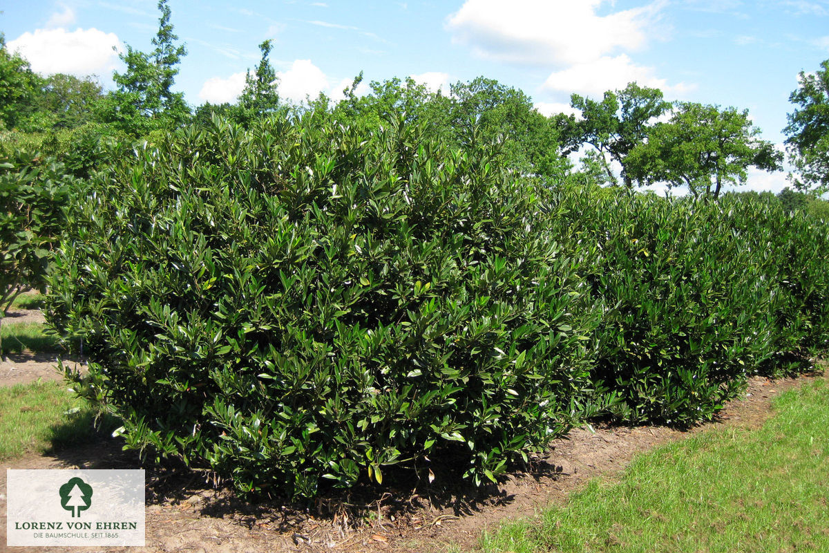 Prunus laurocerasus 'Otto Luyken'