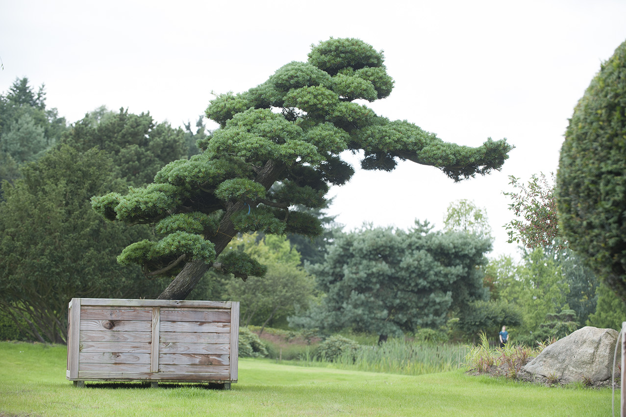 Pinus parviflora Unikat