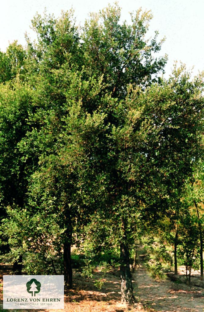 Quercus suber
