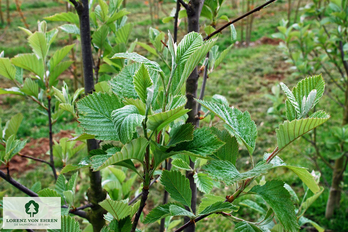 Sorbus incana