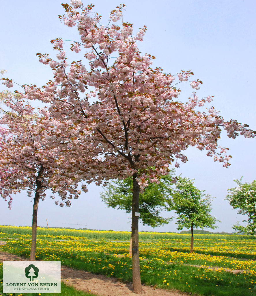 Prunus serrulata 'Shirofugen'