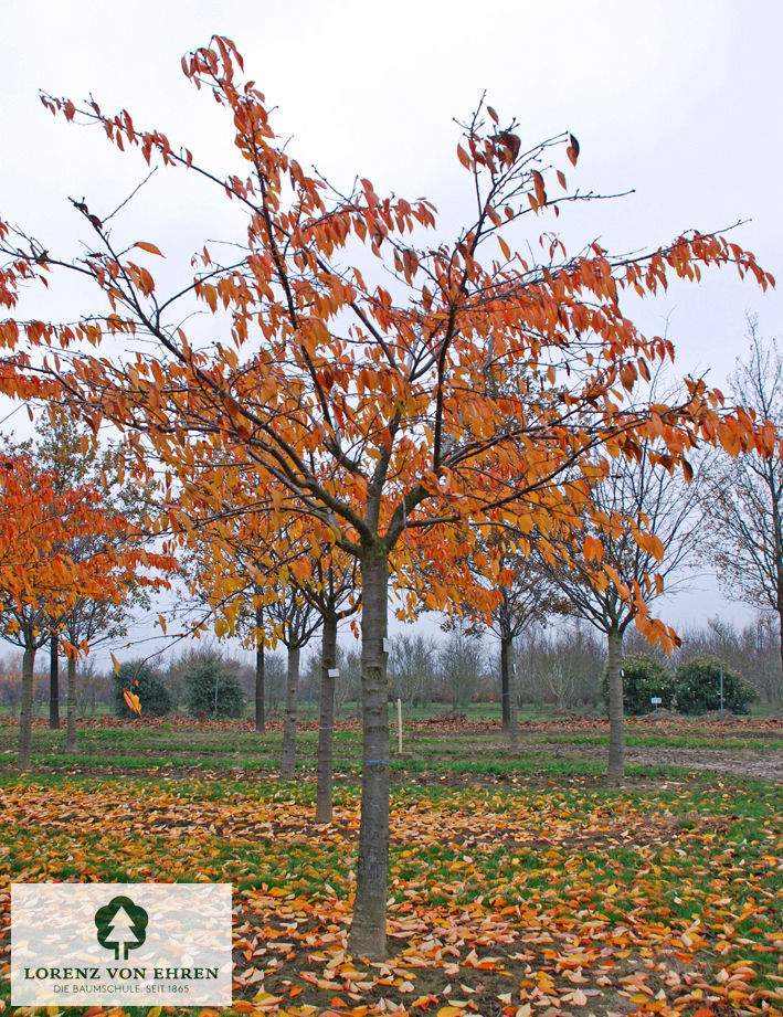 Prunus serrulata 'Shirotae'