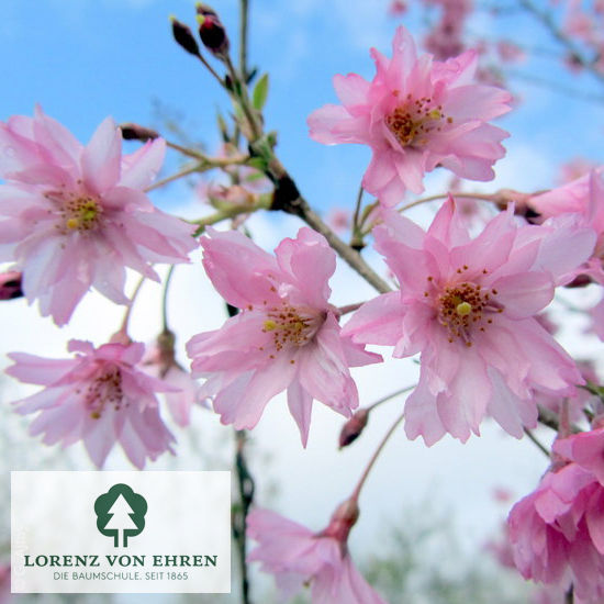 Prunus subhirtella 'Fukubana'