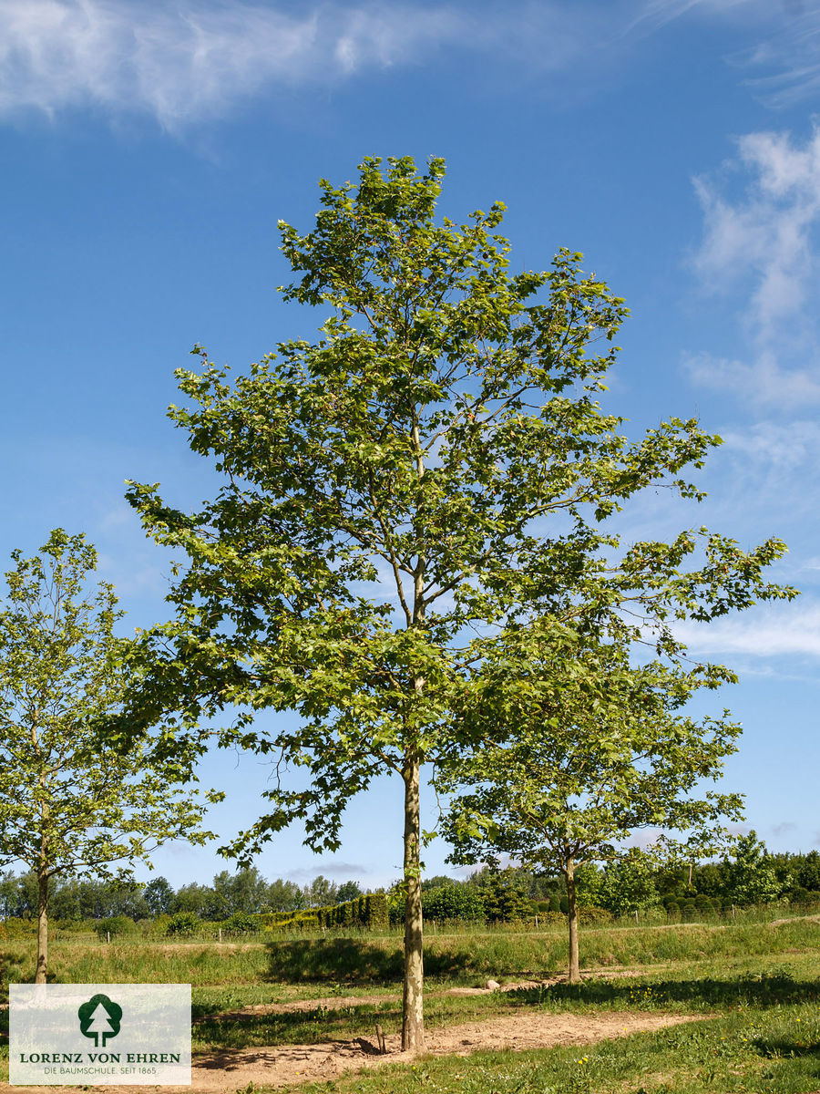 Platanus acerifolia