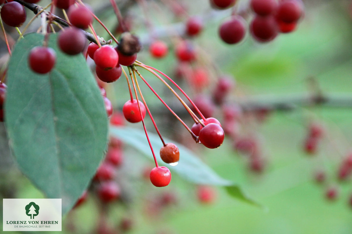 Malus toringo 'Eskilstuna'