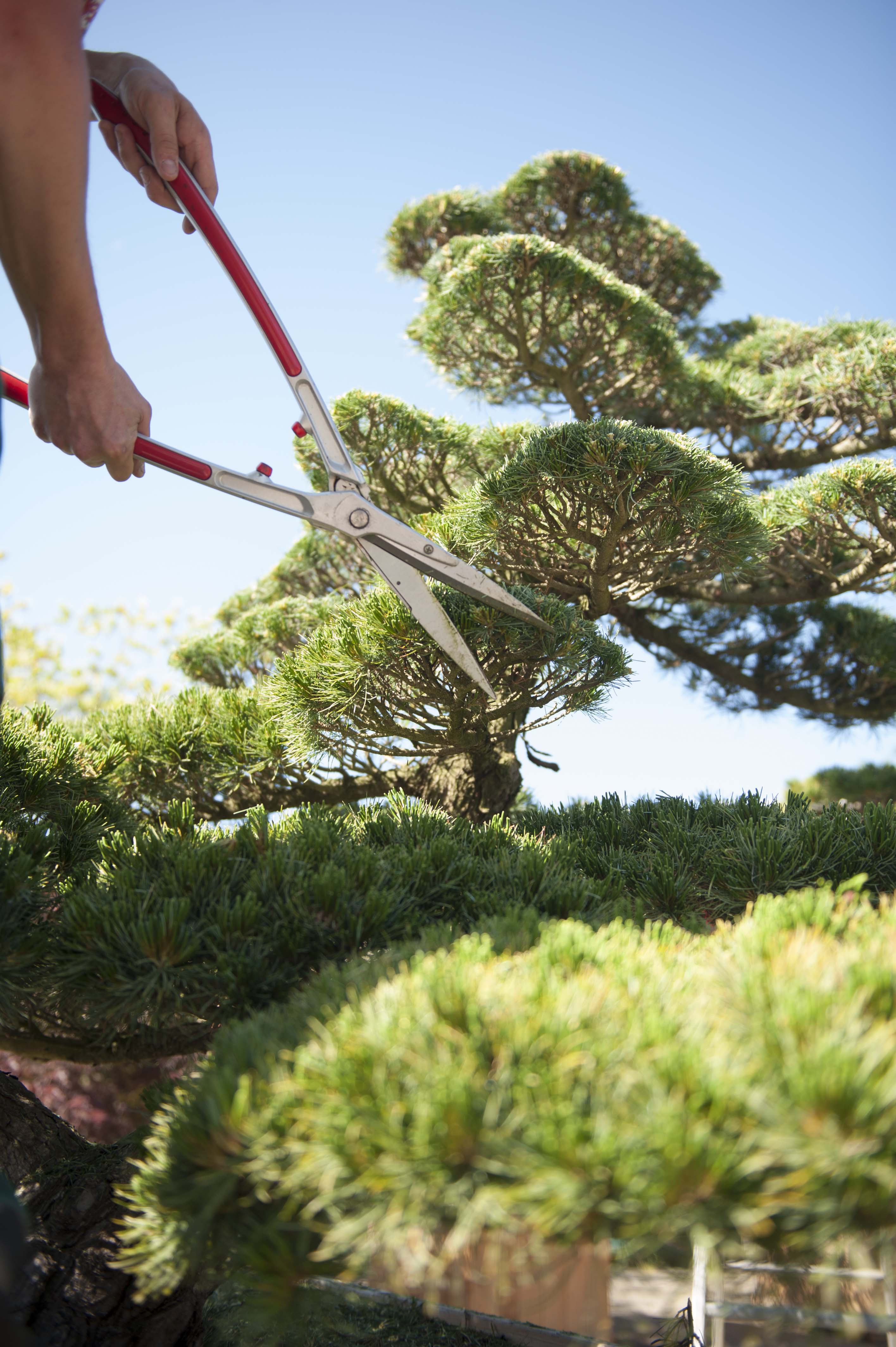 Pinus parviflora Unikat