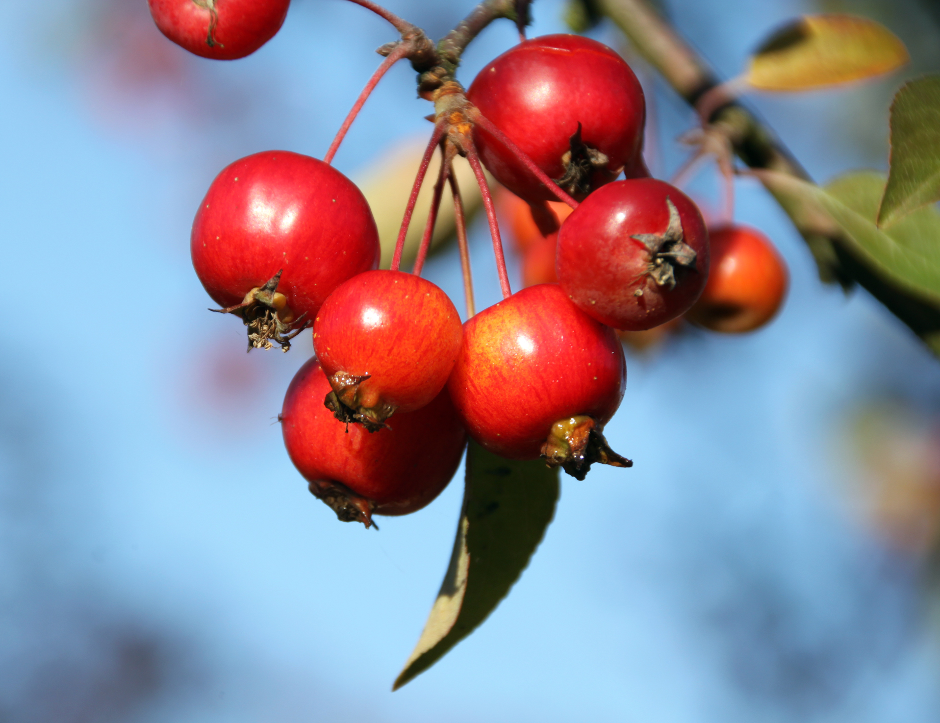 Malus 'Evereste' Unikat