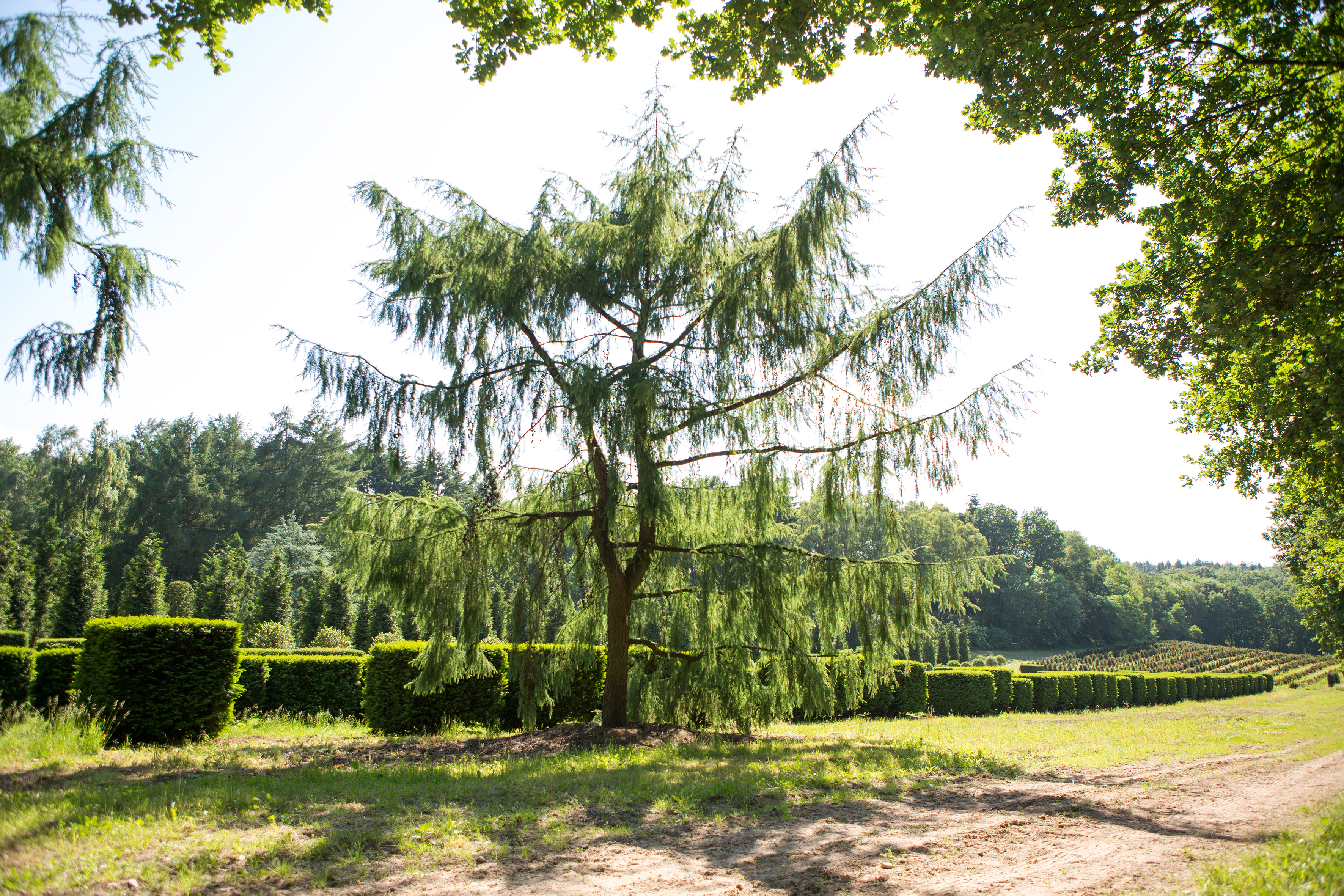Larix kaempferi 'Pendula' Unikat
