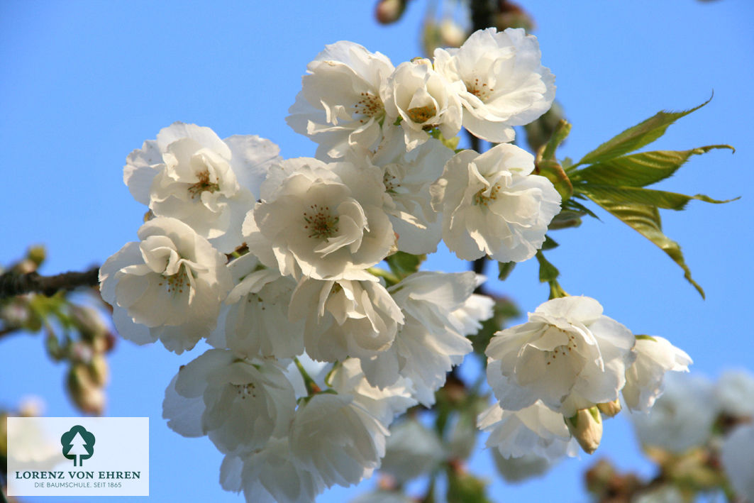 Prunus serrulata 'Shirotae'