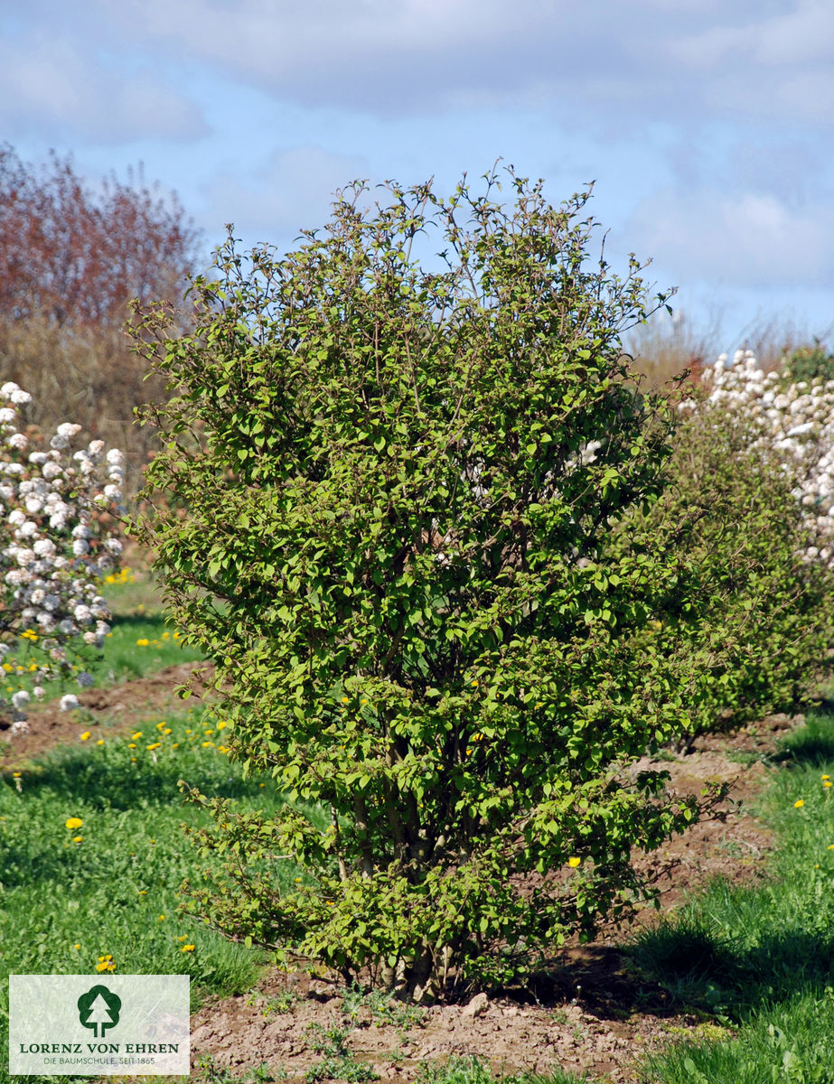 Viburnum plicatum 'Watanabe'