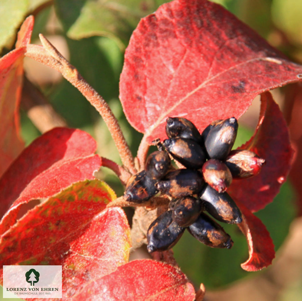 Viburnum carlesii 'Aurora'