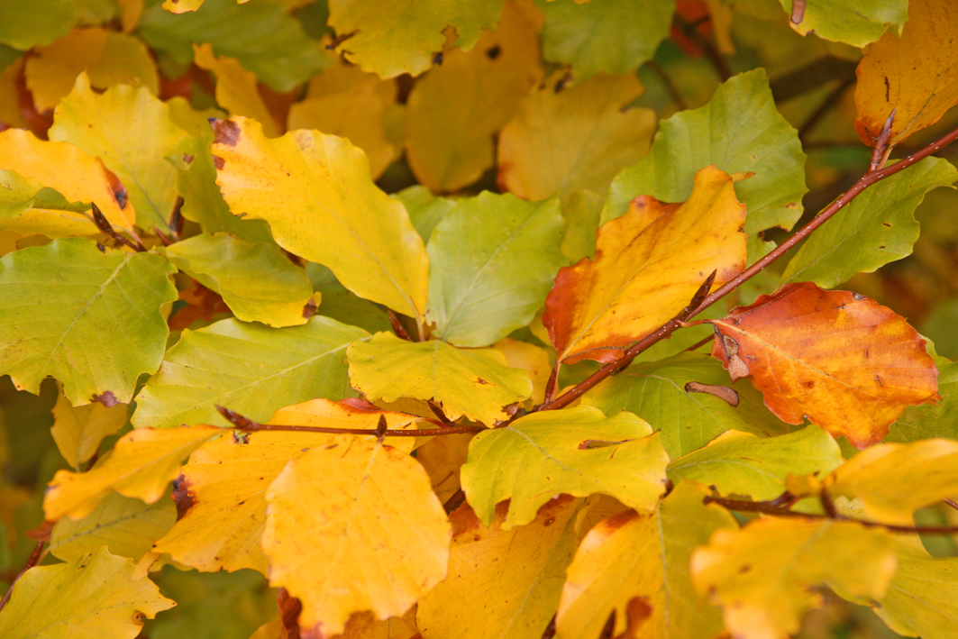 Fagus sylvatica Unikat
